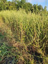 팜모닝 참깨·영농일지 게시글 이미지