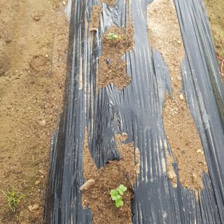 이명복님의 기타작물 · 영농일지 작성글 사진