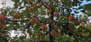 자연자유님의 사과 · 영농일지 작성글 사진