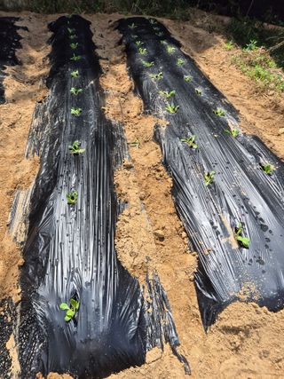 호랑이별님의 기타작물 · 영농일지 작성글 사진