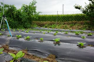 김영철님의 배추 · 영농일지 작성글 사진