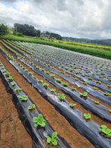 팜모닝 배추·영농일지 게시글 이미지