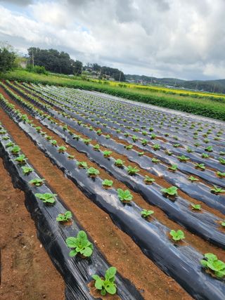청송농장16987님의 배추 · 영농일지 작성글 사진