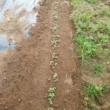 팜모닝 기타작물·영농일지 게시글 이미지