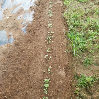 이명복님의 기타작물 · 영농일지 작성글 사진