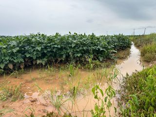 오성균님의 콩 · 영농일지 작성글 사진