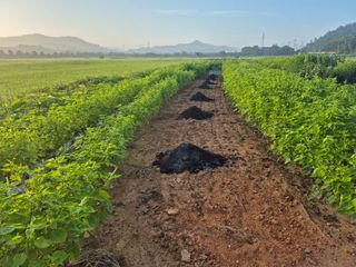 보리수치유농장님의 기타작물 · 영농일지 작성글 사진