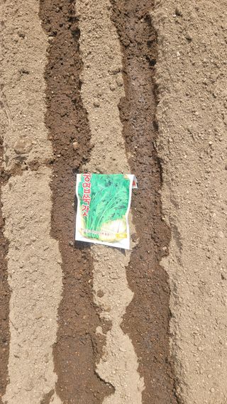 김영규님의 기타작물 · 영농일지 작성글 사진