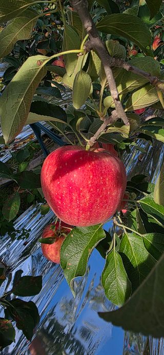 자연자유님의 사과 · 영농일지 작성글 사진