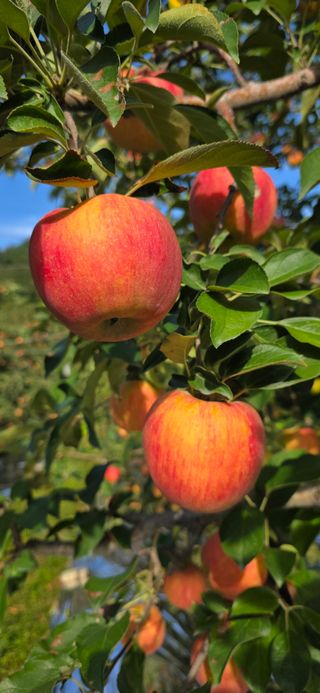 자연자유님의 사과 · 영농일지 작성글 사진