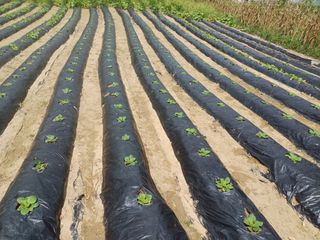 김진현님의 배추 · 영농일지 작성글 사진