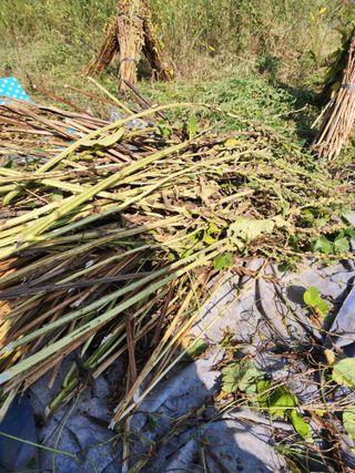 박병한님의 참깨 · 영농일지 작성글 사진