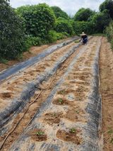 팜모닝 배추·영농일지 게시글 이미지