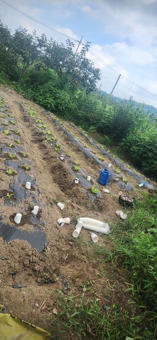 김순섭님의 기타작물 · 영농일지 작성글 사진