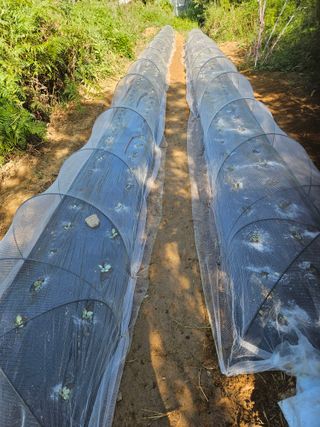 장문업 님의 배추 · 영농일지 작성글 사진