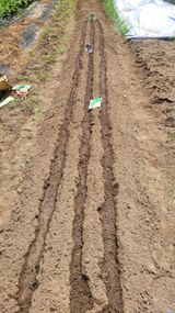 팜모닝 기타작물·영농일지 게시글 이미지