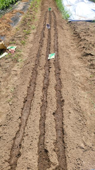 김영규님의 기타작물 · 영농일지 작성글 사진