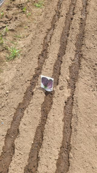 김영규님의 기타작물 · 영농일지 작성글 사진