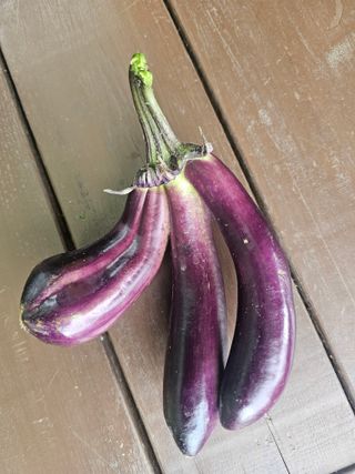 연모 자연의행복님의 고추 · 영농일지 작성글 사진