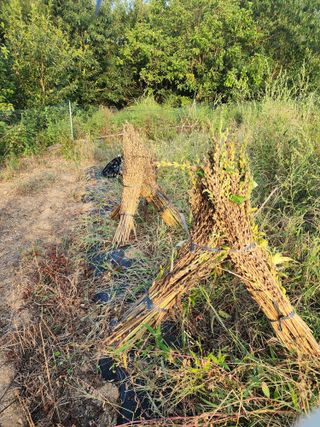 박병한님의 참깨 · 영농일지 작성글 사진