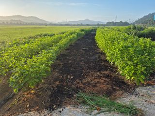 보리수치유농장님의 기타작물 · 영농일지 작성글 사진