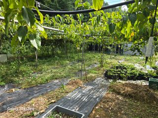 김종협님의 기타작물 · 영농일지 작성글 사진