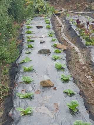 양파12861님의 배추 · 영농일지 작성글 사진