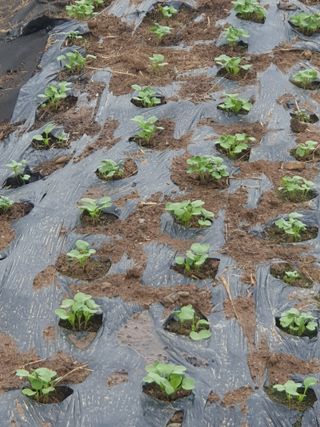 양파12861님의 배추 · 영농일지 작성글 사진