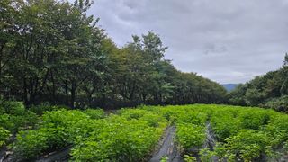 이지은님의 들깨 · 영농일지 작성글 사진