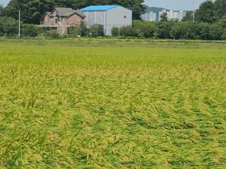 이미옥님의 벼 · 영농일지 작성글 사진