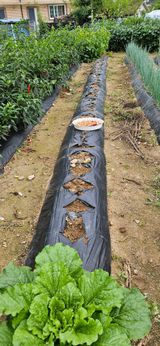 팜모닝 파·영농일지 게시글 이미지