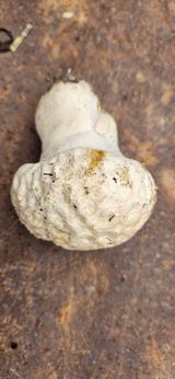 팜모닝 마늘·영농일지 게시글 이미지