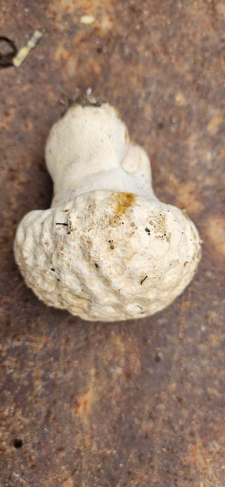 구춘봉님의 마늘 · 영농일지 작성글 사진