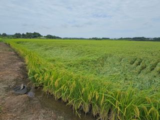 이미옥님의 벼 · 영농일지 작성글 사진