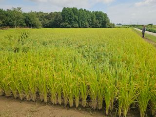 이미옥님의 벼 · 영농일지 작성글 사진
