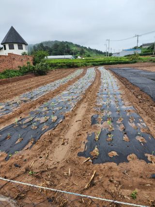 박정석님의 양파 · 영농일지 작성글 사진