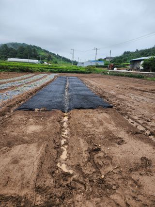 박정석님의 양파 · 영농일지 작성글 사진