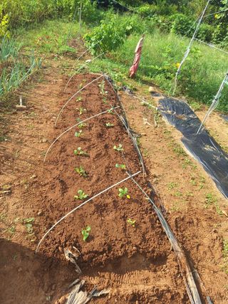 김윤오님의 기타작물 · 영농일지 작성글 사진