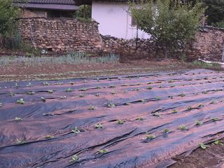 서녕이님의 배추 · 영농일지 작성글 사진