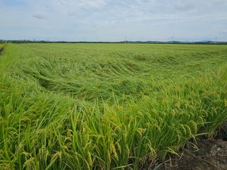 이미옥님의 벼 · 영농일지 작성글 사진