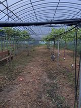 팜모닝 포도·영농일지 게시글 이미지