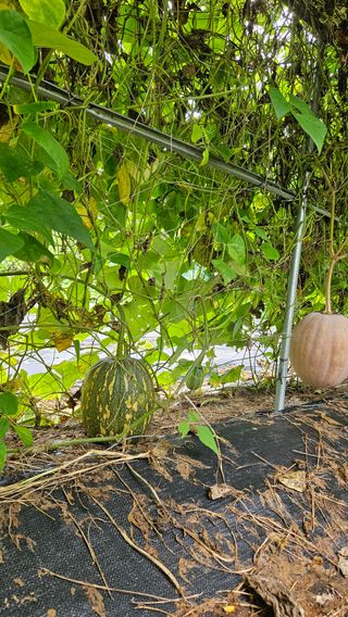 원감사님의 배추 · 영농일지 작성글 사진