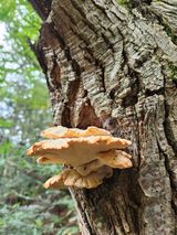 팜모닝 기타작물·영농일지 게시글 이미지