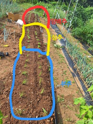 김윤오님의 기타작물 · 영농일지 작성글 사진