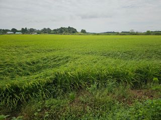 이미옥님의 벼 · 영농일지 작성글 사진