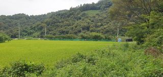 반성식님의 벼 · 영농일지 작성글 사진