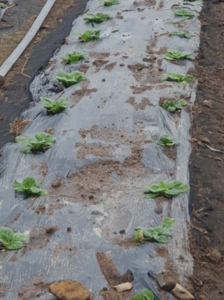 양파12861님의 배추 · 영농일지 작성글 사진