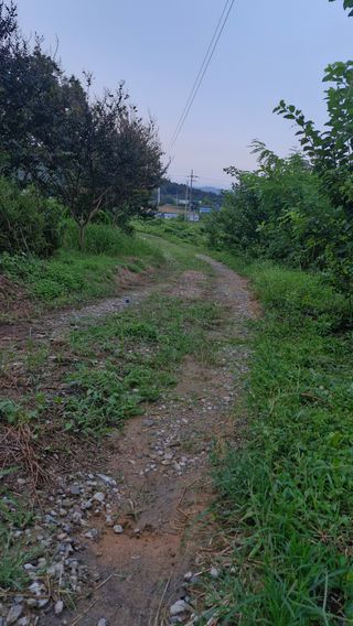 이철수님의 호박 · 영농일지 작성글 사진