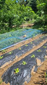 팜모닝 배추·영농일지 게시글 이미지