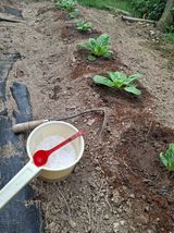 팜모닝 배추·영농일지 게시글 이미지